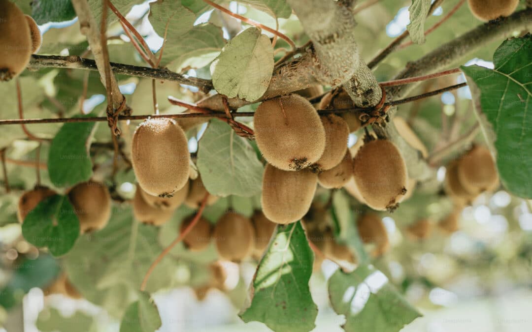 Kiwi Atlántico