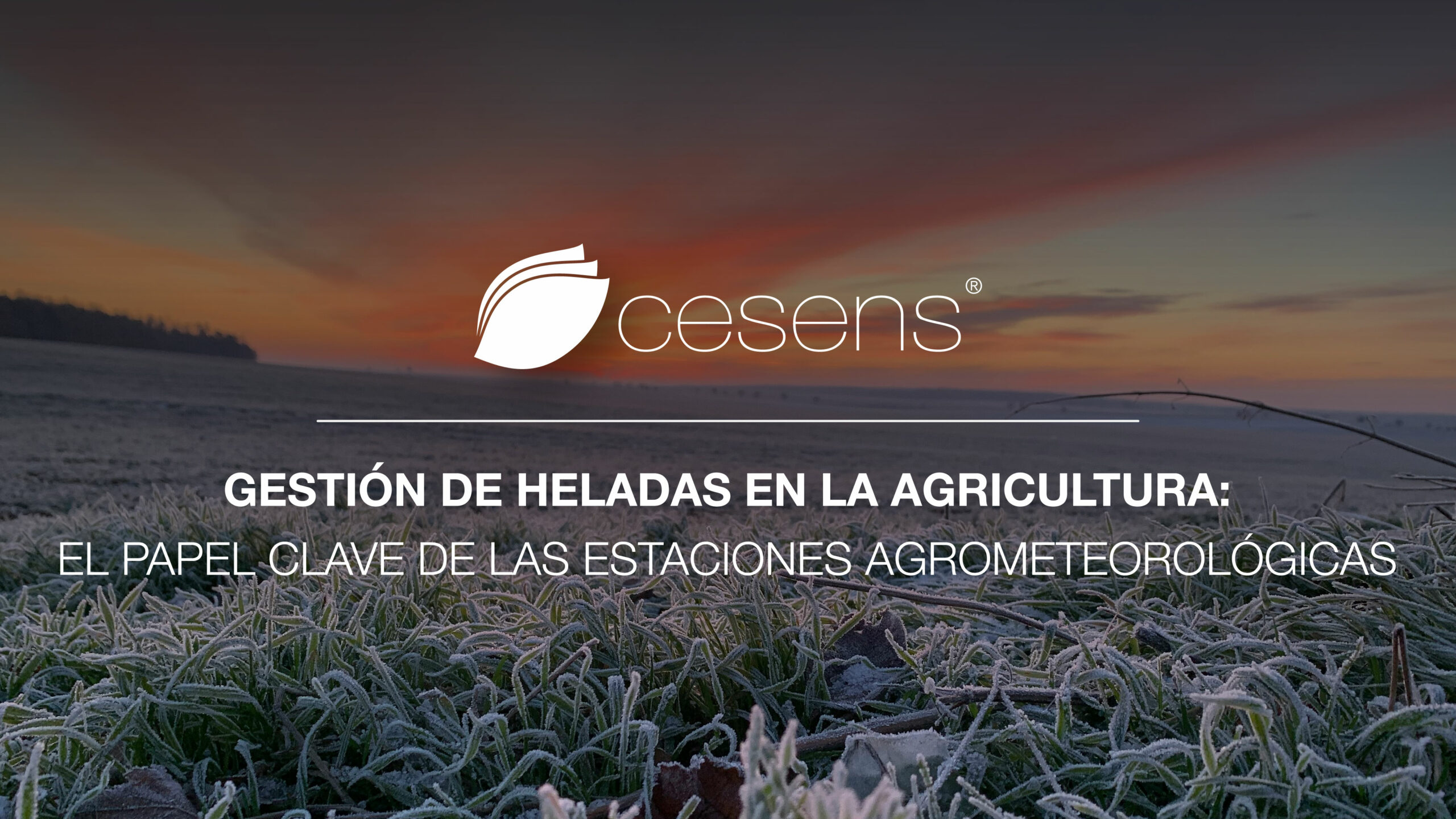 Gestión de Heladas en la Agricultura: El Papel Clave de las Estaciones Agrometeorológicas