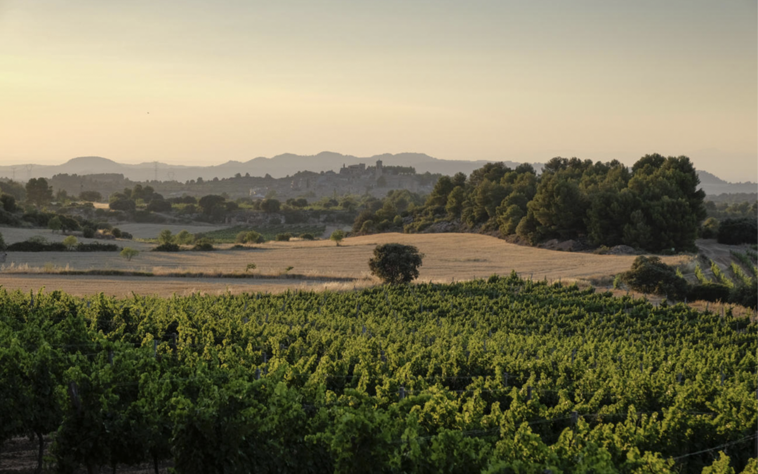 Bodega Tomàs Cusiné